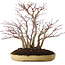 Acer palmatum, 30 cm, ca. 20 Jahre alt, in einem handgefertigten japanischen Topf von Reihou, mit einem Nebari von 12 cm