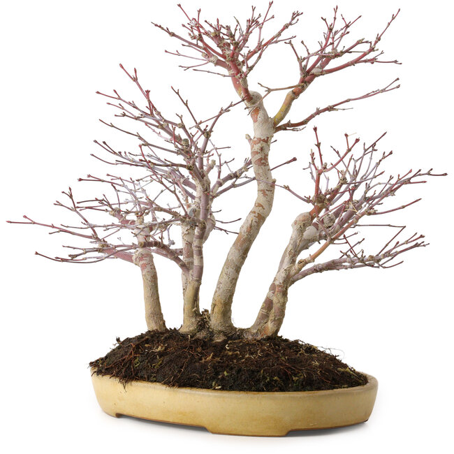Acer palmatum, 30 cm, ± 20 ans, dans un pot japonais fait main par Reihou, avec un nebari de 12 cm