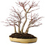 Acer palmatum, 30 cm, ± 20 años, en una maceta japonesa hecha a mano por Reihou, con un nebari de 12 cm.