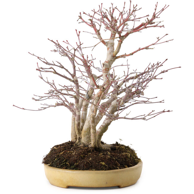 Acer palmatum, 30 cm, ± 20 years old, in a handmade Japanese pot by Reihou, with a nebari of 12 cm
