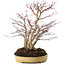 Acer palmatum, 30 cm, ± 20 anni, in vaso giapponese fatto a mano da Reihou, con nebari di 12 cm