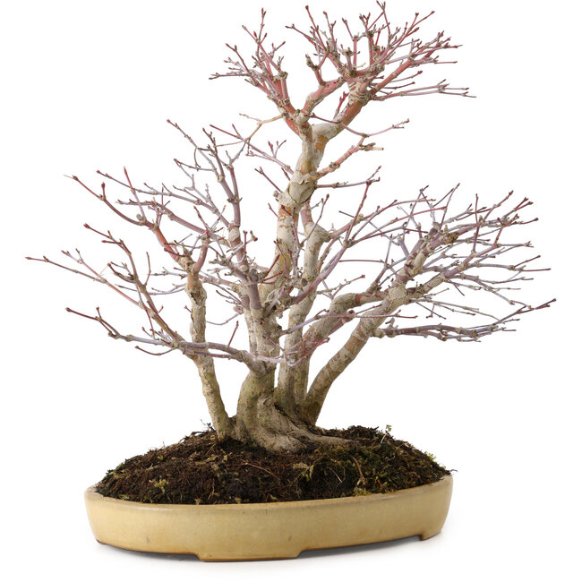 Acer palmatum, 30 cm, ± 20 años, en una maceta japonesa hecha a mano por Reihou, con un nebari de 12 cm.