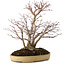 Acer palmatum, 30 cm, ± 20 anni, in vaso giapponese fatto a mano da Reihou, con nebari di 12 cm