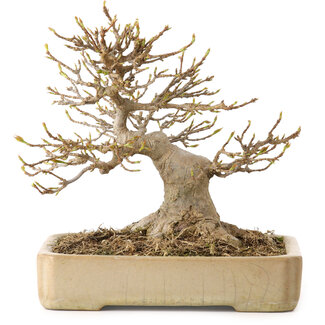 Acer buergerianum, 18 cm, ± 25 Jahre alt