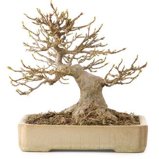 Acer buergerianum, 18 cm, ± 25 years old