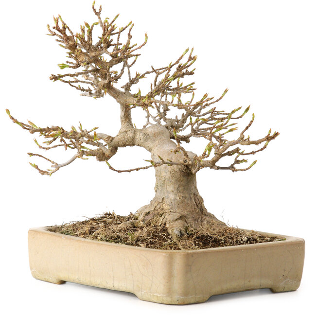 Acer buergerianum, 18 cm, ca. 25 Jahre alt, mit einem Wurzelhals von 12 cm