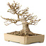 Acer buergerianum, 18 cm, ± 25 years old, with a nebari of 12 cm