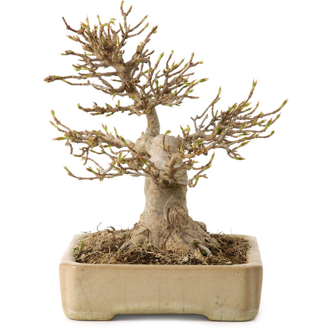 Acer buergerianum, 18 cm, ± 25 years old, with a nebari of 12 cm