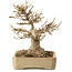 Acer buergerianum, 18 cm, ± 25 anni, con nebari di 12 cm