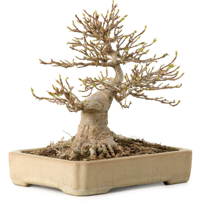 Acer buergerianum, 18 cm, ± 25 años, con un nebari de 12 cm