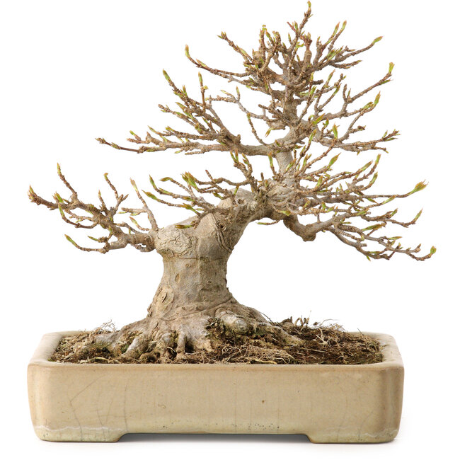 Acer buergerianum, 18 cm, ± 25 anni, con nebari di 12 cm