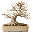Acer buergerianum, 18 cm, ± 25 años, con un nebari de 12 cm