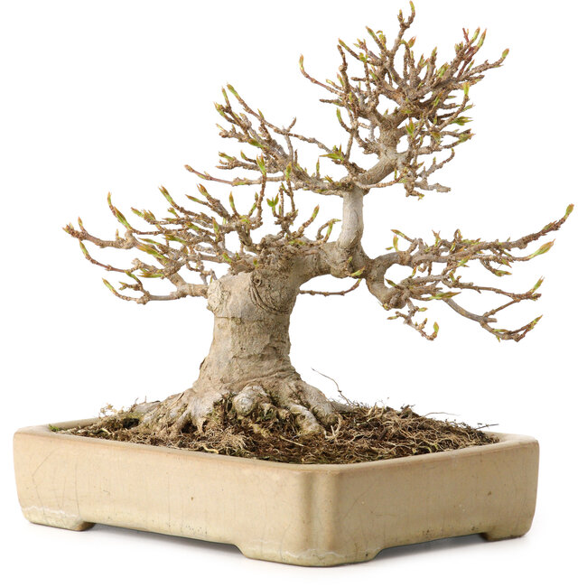 Acer buergerianum, 18 cm, ± 25 anni, con nebari di 12 cm