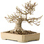 Acer buergerianum, 18 cm, ± 25 years old, with a nebari of 12 cm