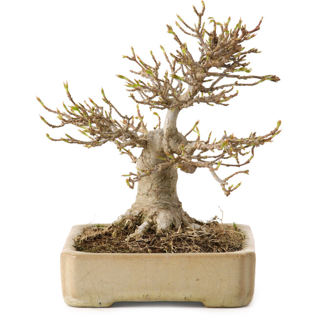 Acer buergerianum, 18 cm, ± 25 años, con un nebari de 12 cm