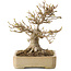 Acer buergerianum, 18 cm, ± 25 years old, with a nebari of 12 cm