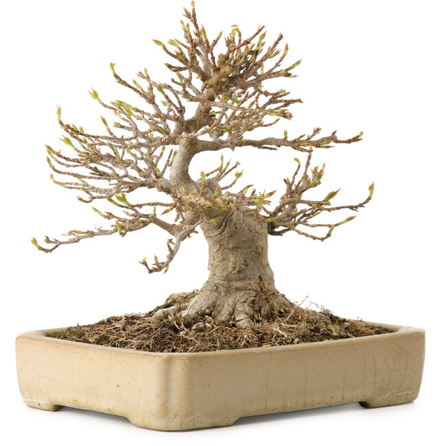 Acer buergerianum, 18 cm, ± 25 anni, con nebari di 12 cm