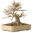 Acer buergerianum, 18 cm, ± 25 años, con un nebari de 12 cm