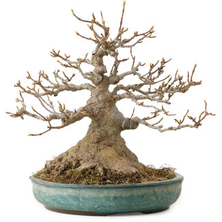 Acer buergerianum, 23 cm, ± 30 Jahre alt