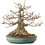 Acer buergerianum, 23 cm, ± 30 years old, with a nebari of 14 cm