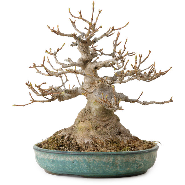 Acer buergerianum, 23 cm, ± 30 años, con un nebari de 14 cm