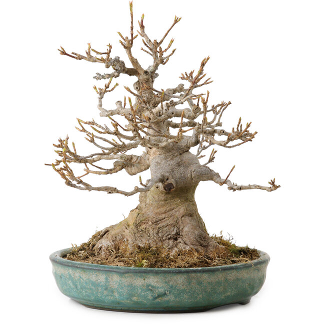 Acer buergerianum, 23 cm, ca. 30 Jahre alt, mit einem Wurzelhals von 14 cm