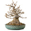 Acer buergerianum, 23 cm, ± 30 years old, with a nebari of 14 cm