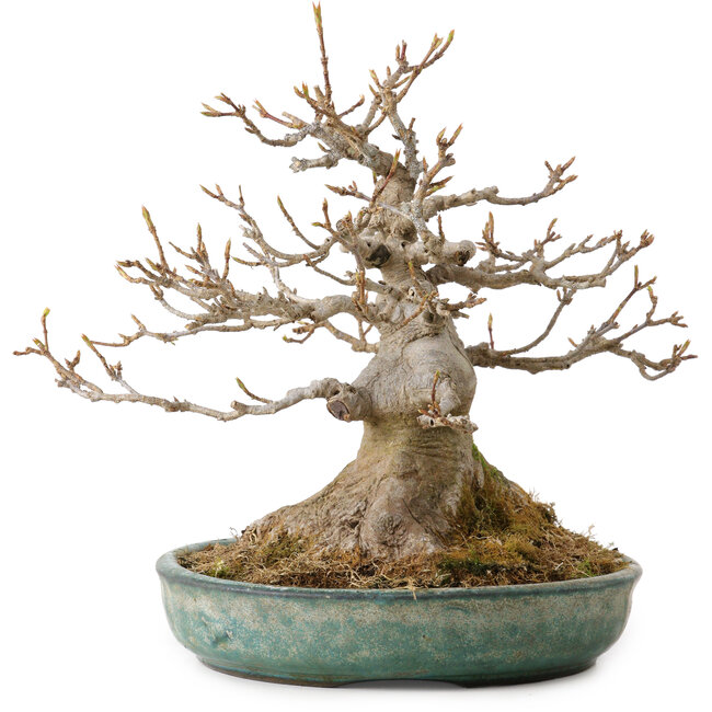 Acer buergerianum, 23 cm, ca. 30 Jahre alt, mit einem Wurzelhals von 14 cm