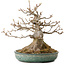 Acer buergerianum, 23 cm, ± 30 years old, with a nebari of 14 cm