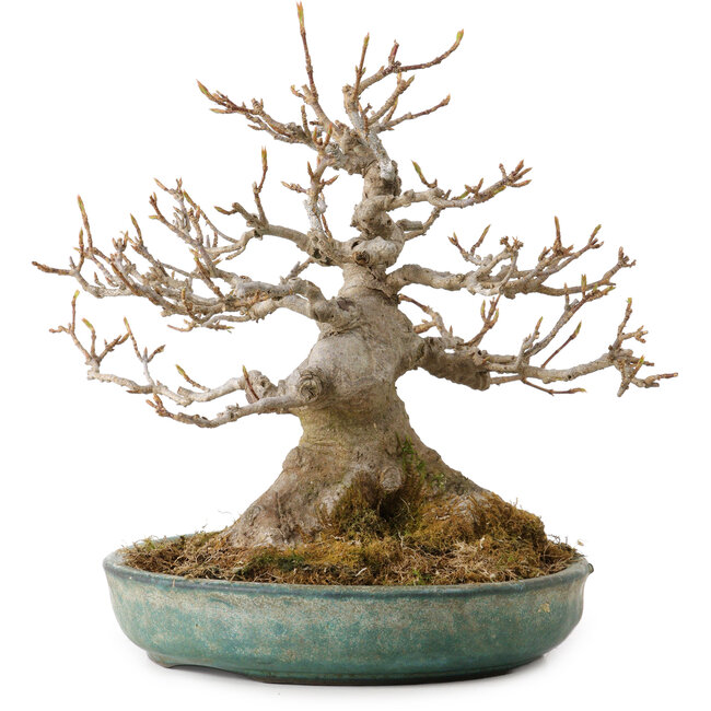Acer buergerianum, 23 cm, ± 30 años, con un nebari de 14 cm
