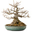 Acer buergerianum, 23 cm, ± 30 años, con un nebari de 14 cm