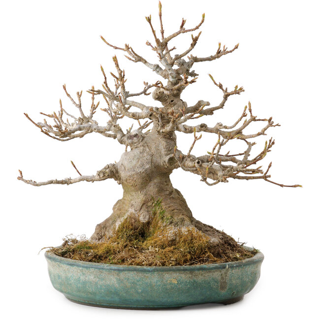 Acer buergerianum, 23 cm, ± 30 anni, con nebari di 14 cm