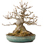 Acer buergerianum, 23 cm, ± 30 ans, avec un nebari de 14 cm