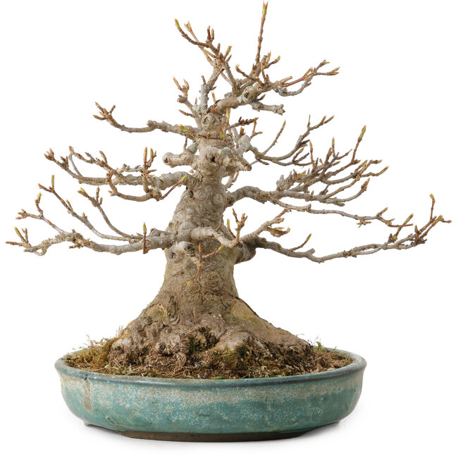 Acer buergerianum, 23 cm, ± 30 años, con un nebari de 14 cm