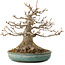Acer buergerianum, 23 cm, ± 30 años, con un nebari de 14 cm