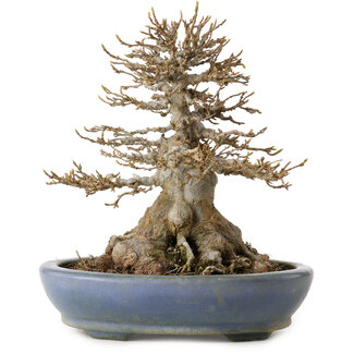 Hattori Acer buergerianum, 22 cm, ± 25 años