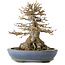 Acer buergerianum, 22 cm, ± 25 jaar oud, in een handgemaakte Japanse pot van Hattori, met een nebari van 14 cm.