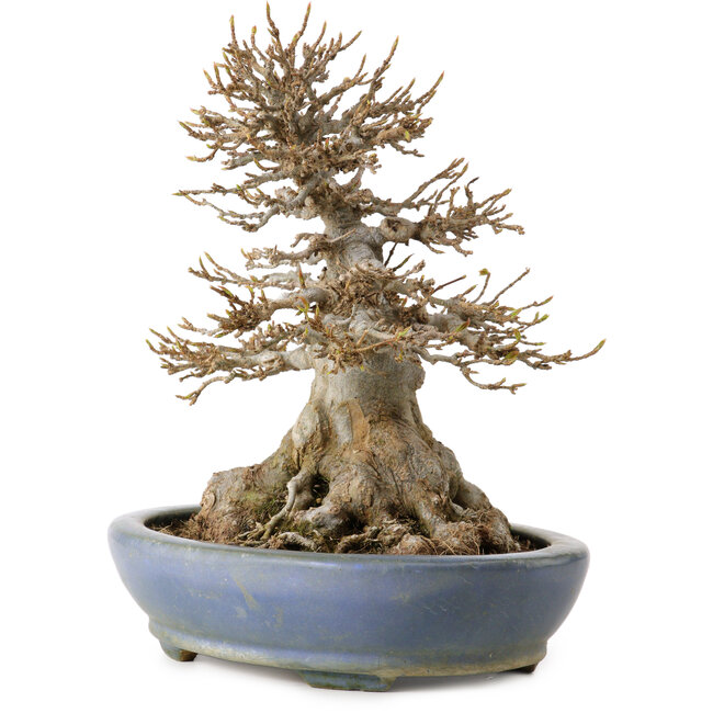 Acer buergerianum, 22 cm, ± 25 años, en una maceta japonesa hecha a mano por Hattori, con un nebari de 14 cm.