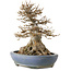 Acer buergerianum, 22 cm, ± 25 jaar oud, in een handgemaakte Japanse pot van Hattori, met een nebari van 14 cm.
