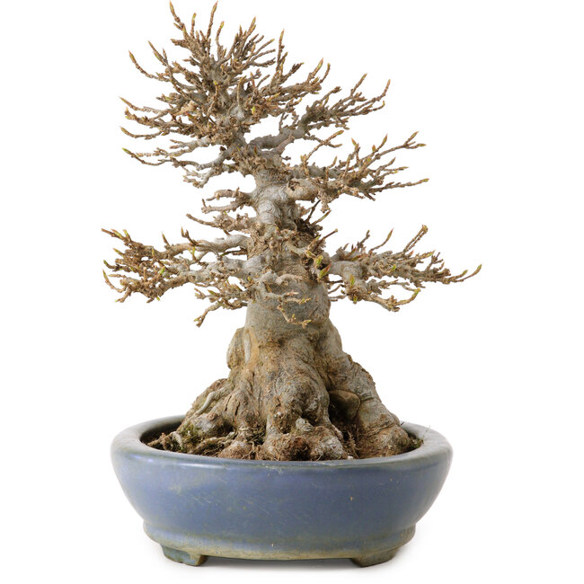 Acer buergerianum, 22 cm, ca. 25 Jahre alt, in einem handgefertigten japanischen Topf von Hattori, mit einem Wurzelhals von 14 cm