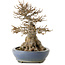 Acer buergerianum, 22 cm, ± 25 jaar oud, in een handgemaakte Japanse pot van Hattori, met een nebari van 14 cm.