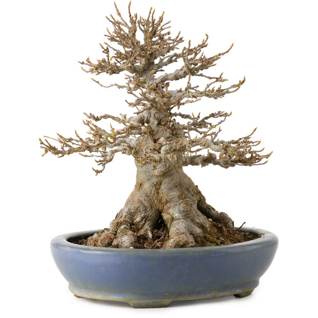 Acer buergerianum, 22 cm, ca. 25 Jahre alt, in einem handgefertigten japanischen Topf von Hattori, mit einem Wurzelhals von 14 cm