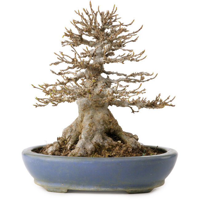 Acer buergerianum, 22 cm, ± 25 años, en una maceta japonesa hecha a mano por Hattori, con un nebari de 14 cm.