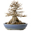 Acer buergerianum, 22 cm, ± 25 jaar oud, in een handgemaakte Japanse pot van Hattori, met een nebari van 14 cm.