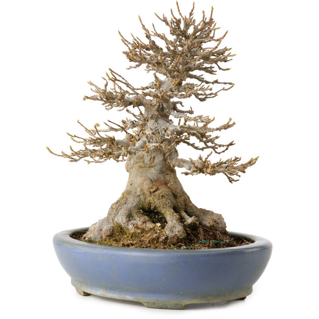 Acer buergerianum, 22 cm, ± 25 jaar oud, in een handgemaakte Japanse pot van Hattori, met een nebari van 14 cm.
