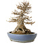 Acer buergerianum, 22 cm, ± 25 años, en una maceta japonesa hecha a mano por Hattori, con un nebari de 14 cm.