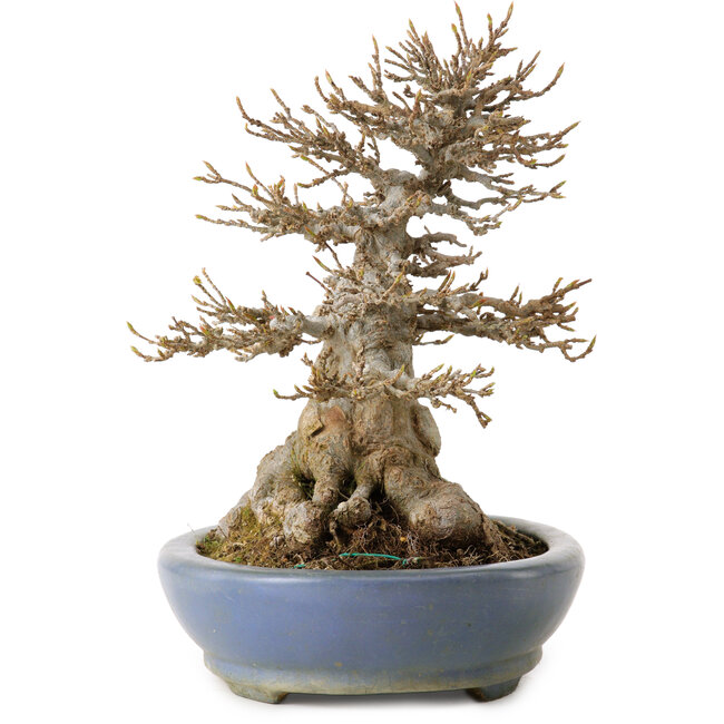 Acer buergerianum, 22 cm, ± 25 anni, in vaso giapponese fatto a mano da Hattori, con nebari di 14 cm