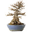 Acer buergerianum, 22 cm, ± 25 years old, in a handmade Japanese pot by Hattori, with a nebari of 14 cm