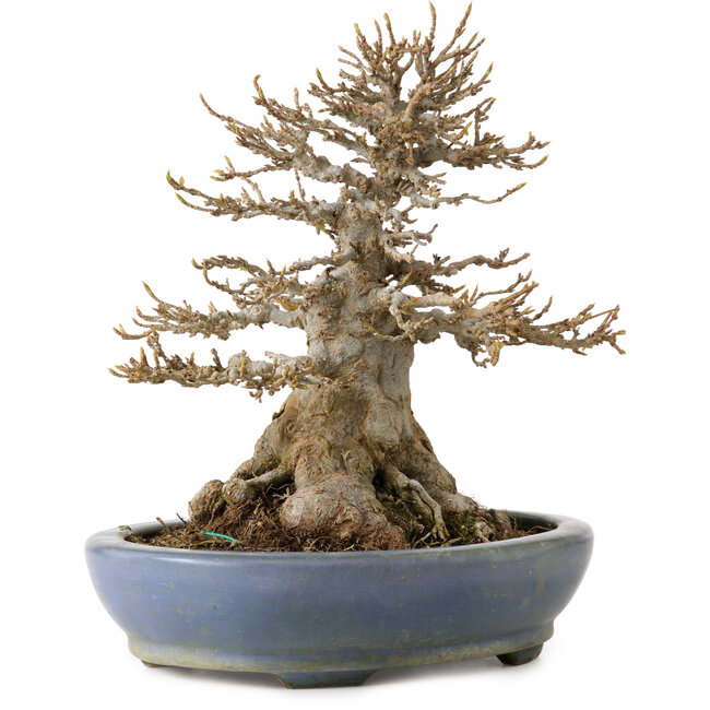 Acer buergerianum, 22 cm, ca. 25 Jahre alt, in einem handgefertigten japanischen Topf von Hattori, mit einem Wurzelhals von 14 cm