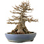 Acer buergerianum, 22 cm, ca. 25 Jahre alt, in einem handgefertigten japanischen Topf von Hattori, mit einem Wurzelhals von 14 cm